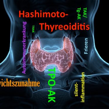 Hashimoto Thyreoiditis, Schilddrüse
